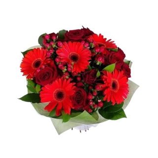 Kytica červených gerbier