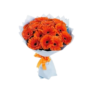 Kytica oranžových gerbier