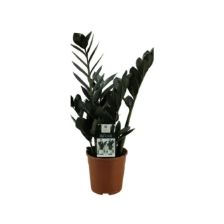 Zamioculcas Raven 14Ø 50 cm 3st